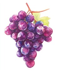 Watercolor painting of a bunch of dark purple grapes with green leaves and stem.