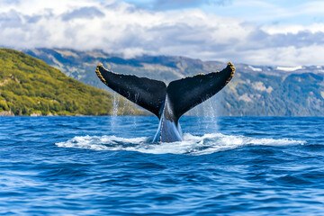Fototapeta premium Humpback Whale Tail Flukes in Ocean Landscape