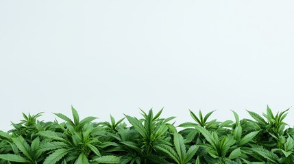 Obraz premium Lush Green Leaves: Vibrant green foliage creates a refreshing border at the bottom of the image. perfect for showcasing the beauty of nature and providing a clean backdrop.