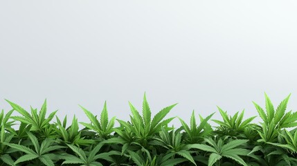 Obraz premium Cannabis Plants: An array of vibrant cannabis plants thrives, their iconic leaves a vivid green.
