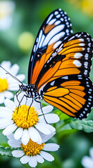 Fototapeta premium Monarch Butterfly on Daisies in Garden