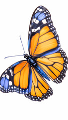 Fototapeta premium Monarch Butterfly in Flight Against White Background