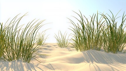 Bright Sunny Day at Sandy Beach with Green Grass