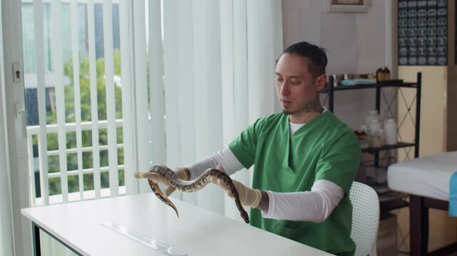 Stab shot of male multi-ethnic specialist in green uniform examining body and length of python snake at table in modern clinic