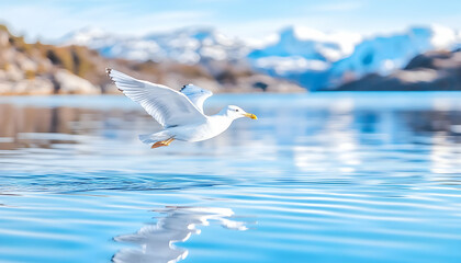 Seagull in flight over a lake reflecting mountains