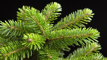 Obraz premium Close-Up Shot of Fresh Green Fir Tree Branch with Needles and Texture