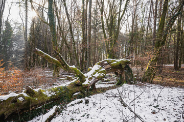 Tronc d'arbre recouvert de neige dans la forêt