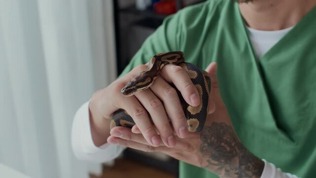 Cropped shot of unrecognizable tattooed herpetologist inspecting python snake while holding in hands in clinic