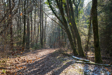 chemin en hiver dans la forêt