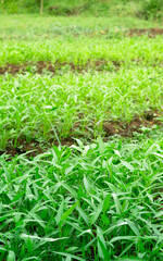 A vibrant close-up shot of fresh water spinach (Ipomoea aquatica) growing in a well-maintained agricultural field
