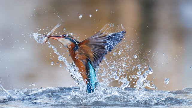 Eisvogel - Alcedo atthis - Alcedinidae - Kingfisher - Meisterfischer - blauer Blitz - fliegender Edelstein - am Wasser zu Hause