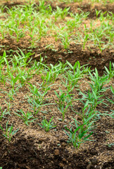 Early-stage water spinach plants thriving in a farm field. The soil is rich with organic nutrients, providing an ideal environment for vegetable cultivation