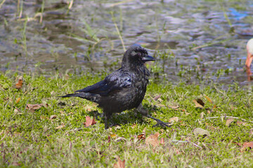 Blackbird near water on grassy ground