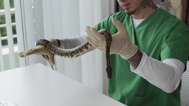 Handheld shot of multicultural male veterinarian holding python snake while examining health condition in clinic