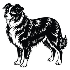 Australian Shepherd Silhouette. Australian shepherd dog vector silhouette art illustration.  Australian Shepherd Standing Vector Silhouette isolated on a white background