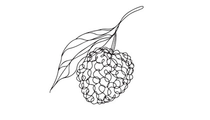 Continuous one single minimal line drawing lychee