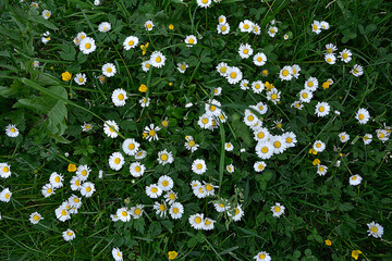 The perennial Bellis perennis bloom in nature © wiha3