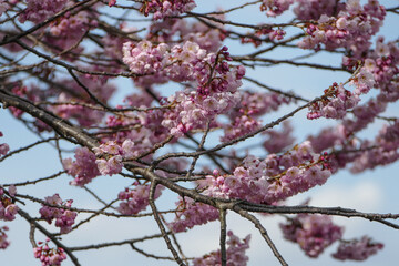 Pink cherry blossoms on a tree branch