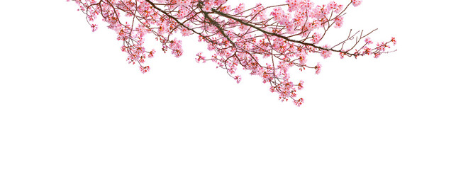 Cherry blossom blooming in spring season isolated on white background.