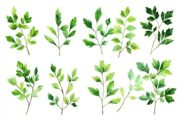 Fototapeta premium Watercolor painting of ten green sprigs.