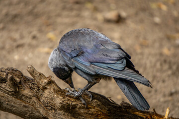 gray crow, a wild bird sitting on a dry branch in the park. the bird while eating the leftovers of the mouse. the bird eats carrion