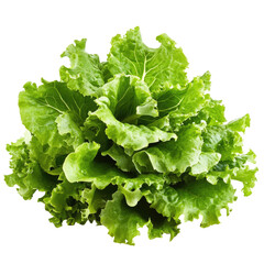 Isolated green lettuce on a transparent background,