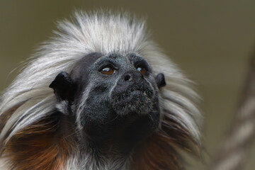 white-crested tamarin, small monkey, wild anthropoid animal