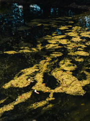 Pond with algae