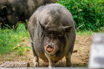 Obraz premium Vietnamese flogger pig lying on the green grass. wild pig, wild animal. a bird eating worms. a bird sitting on a pig's back