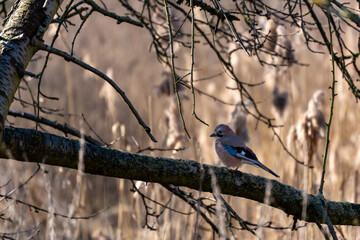 Brown Jay Bird sits on a branch a field. The bird is brown and blue. The branch is brown and has some leaves on it