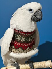 Umbrella Cockatoo 
