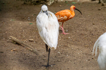 scarlet ibis walking on the sand
