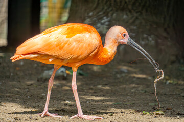 scarlet ibis walking on the sand and carrying small twigs to build a nest