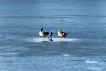 Two geese and a raven are standing on a frozen lake. The geese are looking at the raven.