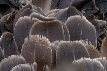 The black swan is a species of large bird from the geese subfamily of the Anatidae family. wild water bird with black feathers and red beak close-up of the bird's neck and head.
