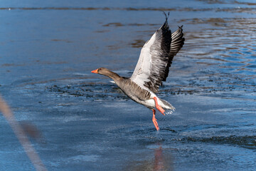 A goose flies over a pond. The bird is white and grey. The water is blue.