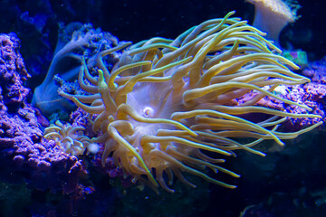 coral reef in aquarium