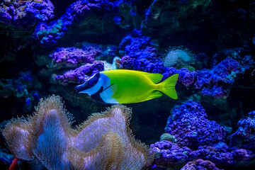 colorful fish in a beautiful aquarium. wild marine fish life in aquarium. clean water, lush vegetation. living organisms in water. underwater wild life