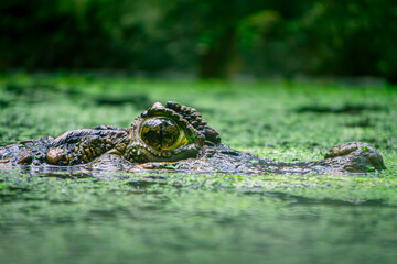 caiman crocodile, a large aquatic and terrestrial reptile, hunting in water overgrown with green...