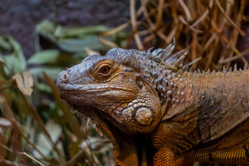 Cuban iguana, large lizard, wild animal side portrait. close-up of the reptile's eyes, mouth, head and protective scales.