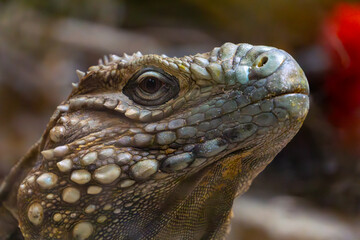 Cuban iguana, large lizard, wild animal side portrait. close-up of the reptile's eyes, mouth, head and protective scales.