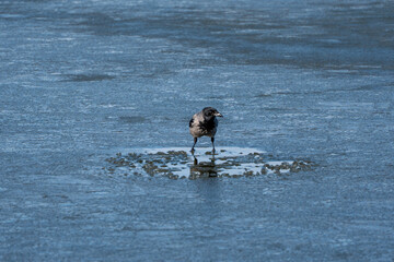 A bird is standing on a body of water. The water is blue and the bird is black