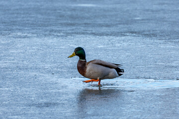 A duck is walking on the ice. The duck is brown and white