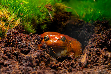 Fototapeta premium tomato frog buried in the ground looking at the camera. wild reptile