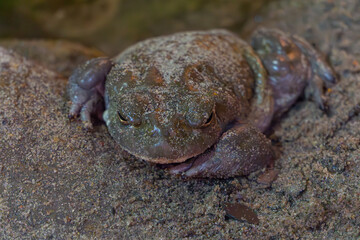 toad, wild animal frog sitting in the sand. poisonous toad