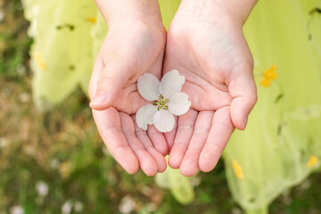 Top view on hands of little girl in vibrant yellow dress holding delicate white apple tree flower.