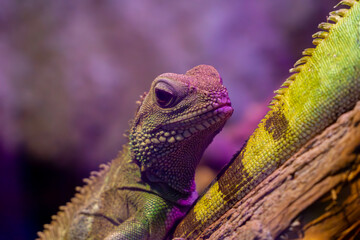 marsh agama, wild animal, reptile sitting on a branch. funny lizard, funny lizard face