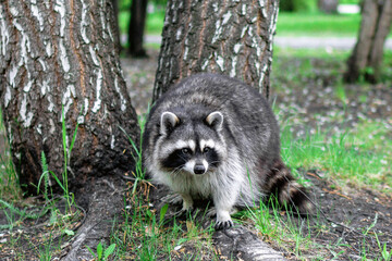 Curious raccoon peeks out from behind a bush, eyes wide with curiosity and a playful demeanor. © Nadezhda Zaitceva