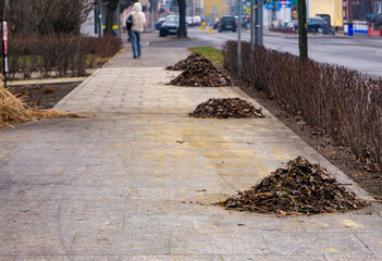 spring street cleaning. piles of raked leaves on a city street.