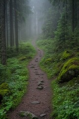 Obraz premium Winding path through misty forest, surrounded by lush greenery a